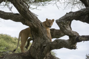 Exclusive Lake Manyara Safari Adventure