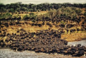 Tanzania safari cost Serengeti company