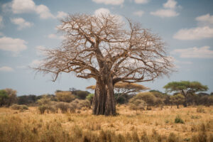 Fly In Tarangire Safari Deal