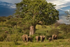 Tanzania safari cost Tarangire planning