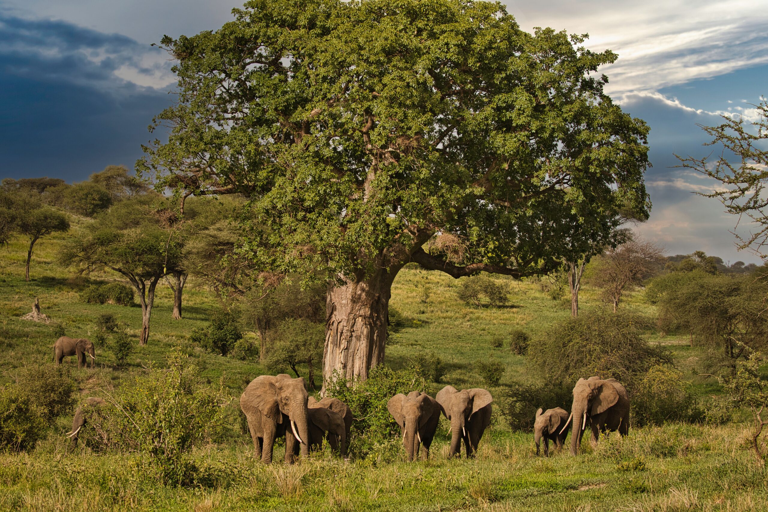 Tanzania safari cost Tarangire planning