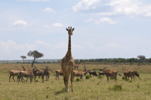 Tarangire safari itinerary