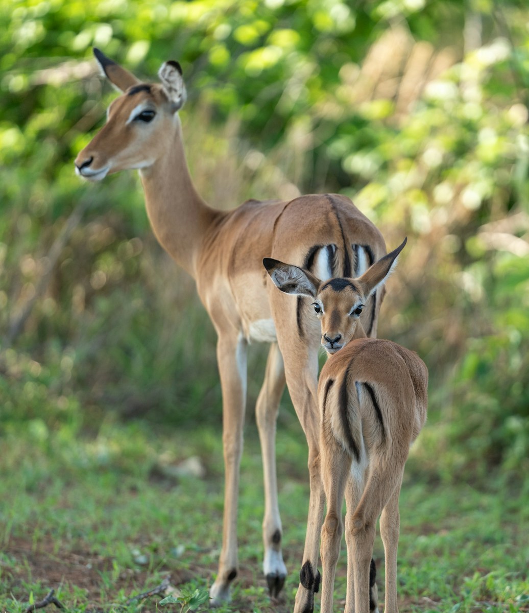 Tanzania wildlife safari Ruaha itinerary