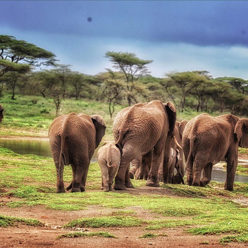 Tanzania safari tour Zanzibar travel guide