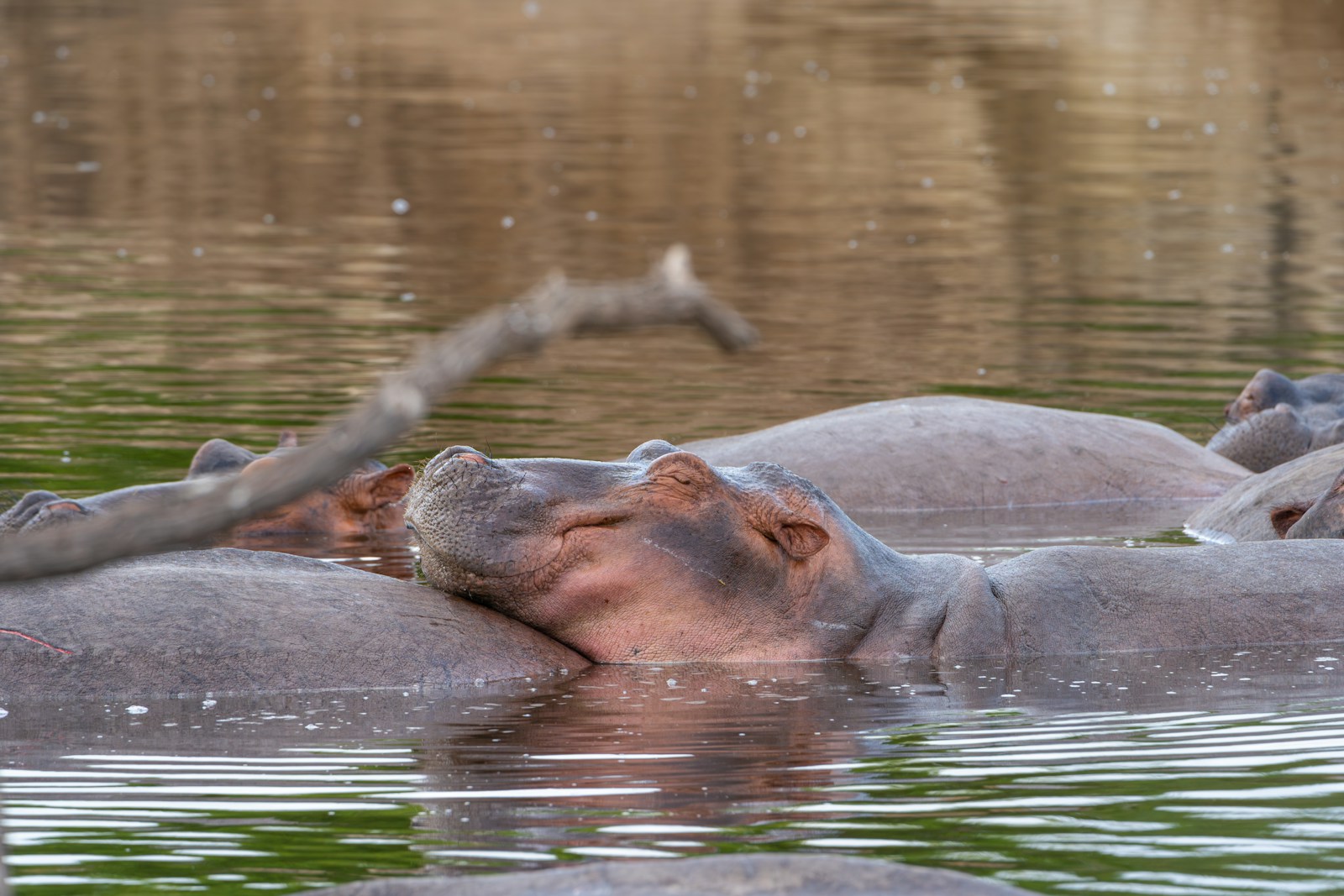Nyerere National Park Safari Southern Circuit