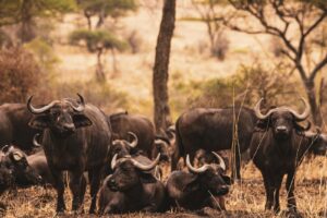 premium Tanzania safari experience