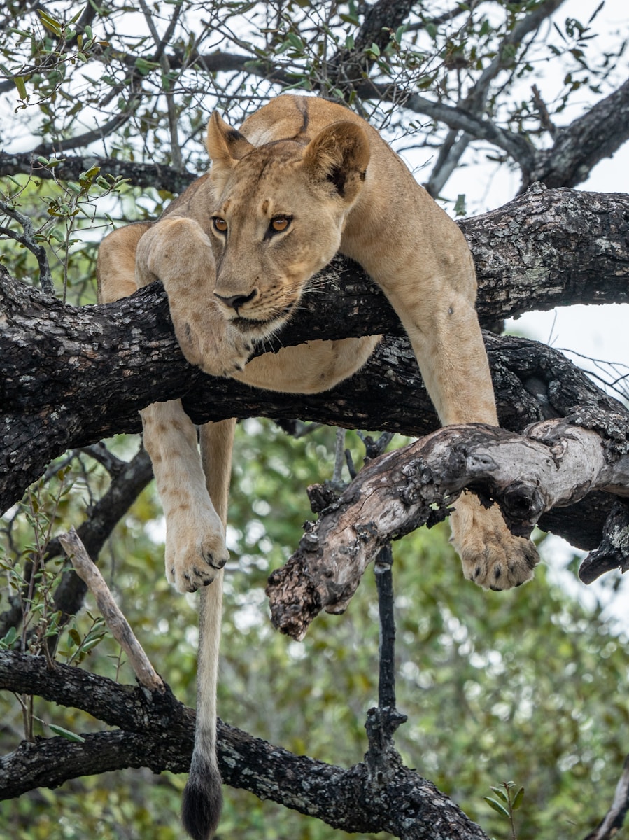 Photography Serengeti Safari Packages