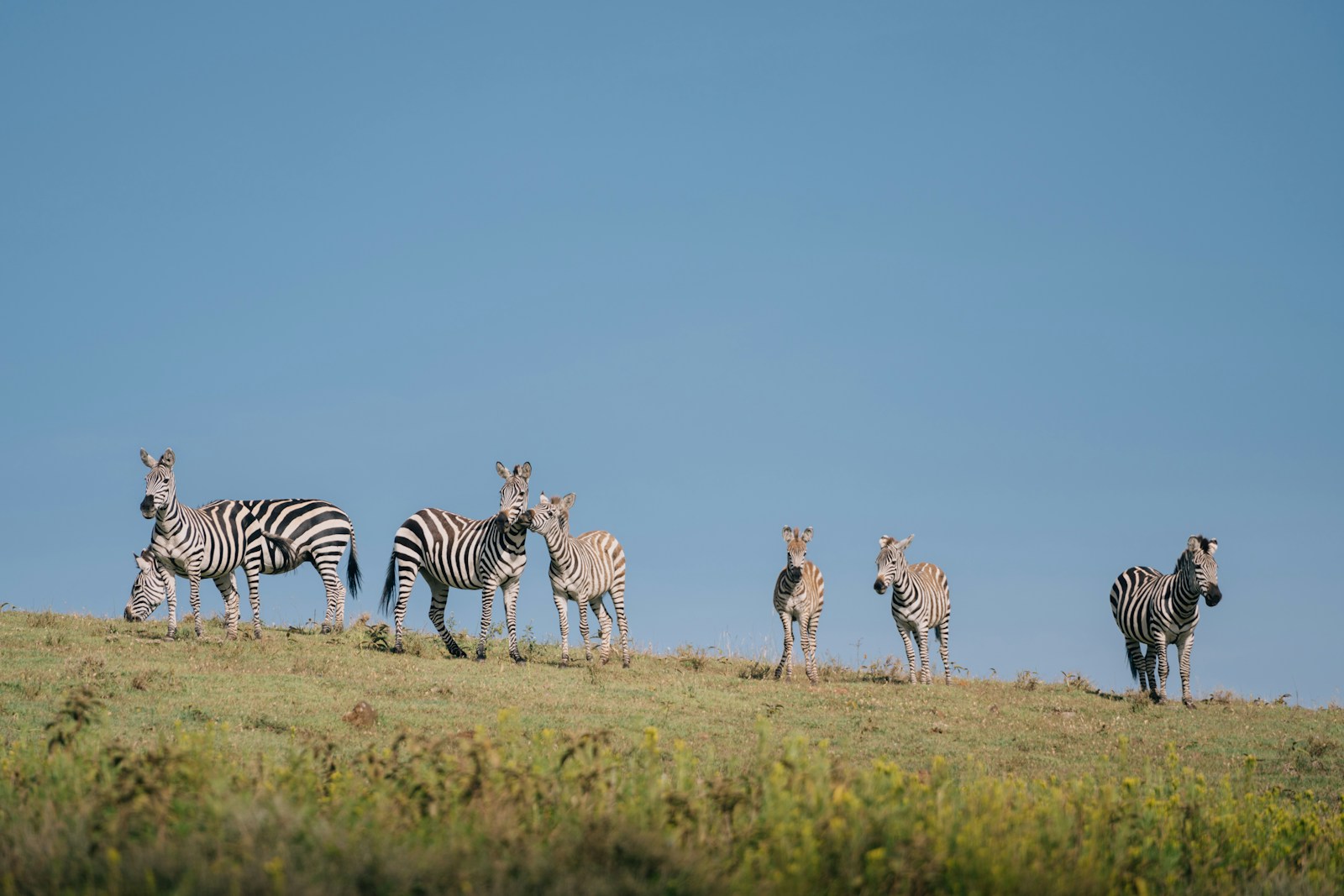 luxury Ngorongoro Crater safari planning