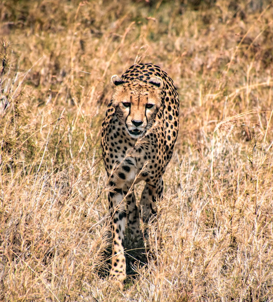 Budget Tanzania Safari Cost Travel Guide