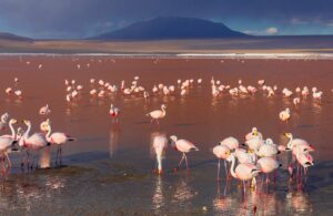Exclusive Lake Manyara Safari Deal