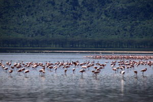 Lake Manyara Safari Ruaha