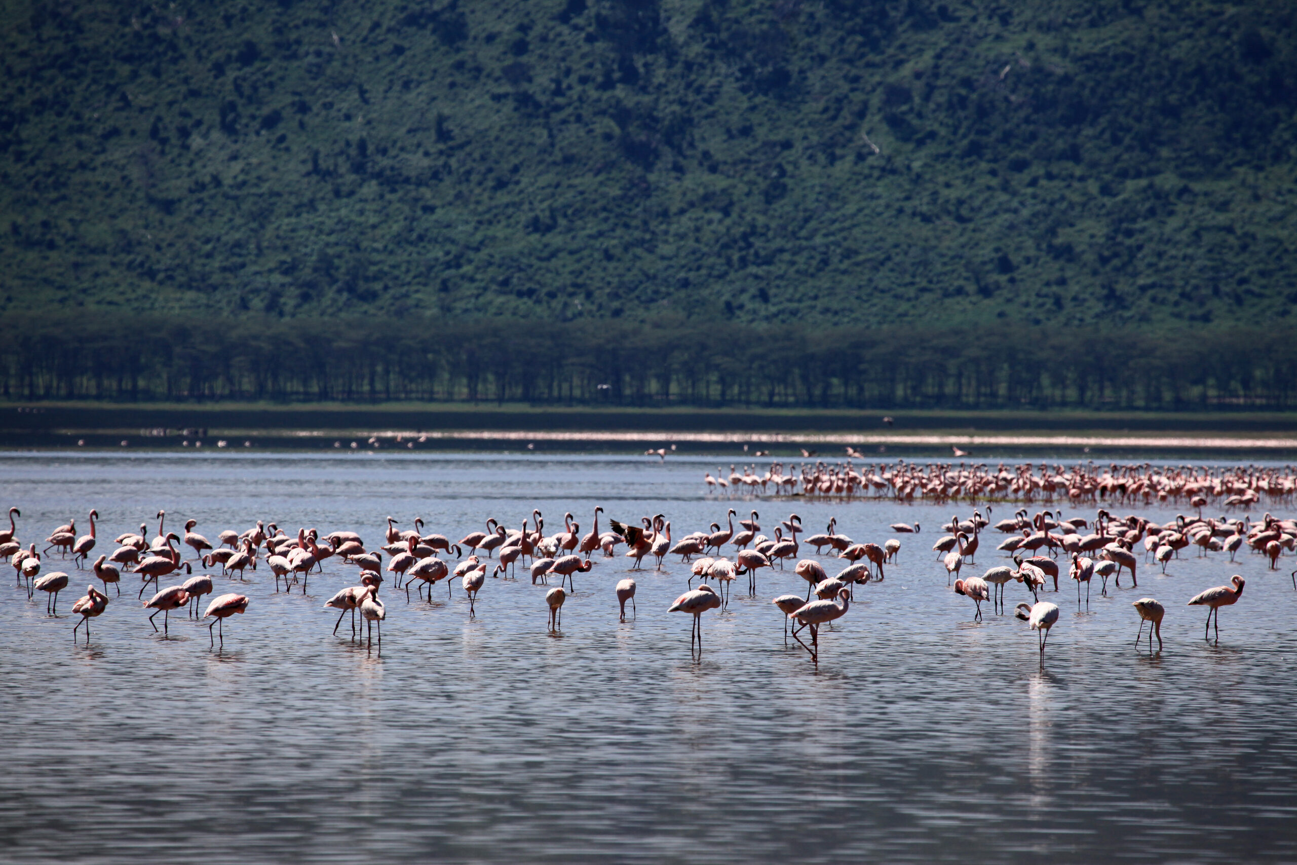 Lake Manyara Safari Ruaha