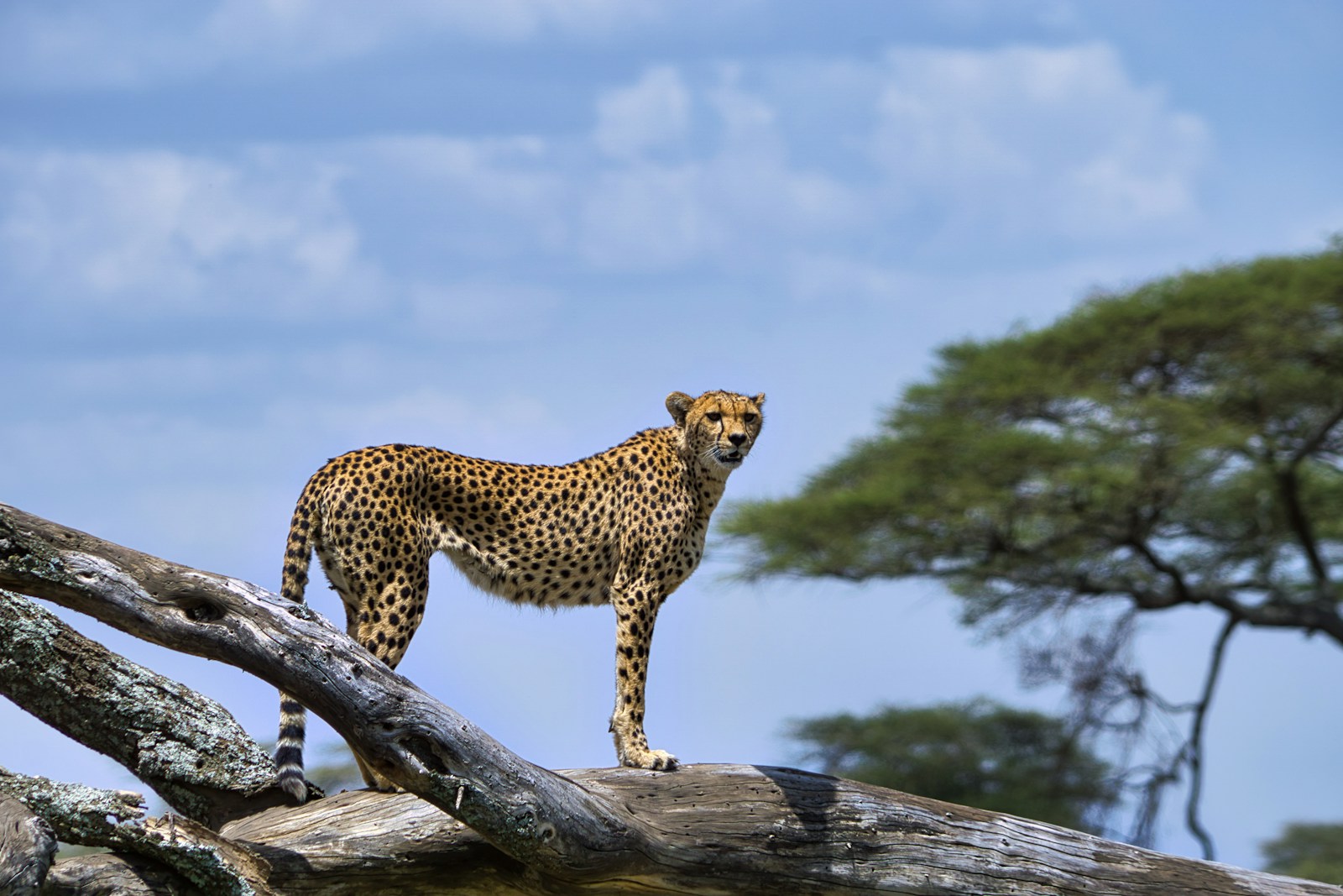 Photography Tanzania Wildlife Safari Trip