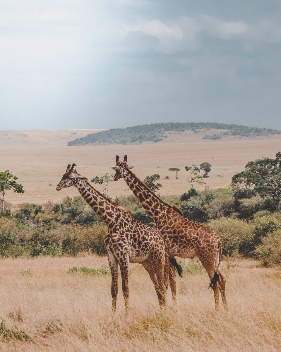 budget Tanzania wildlife safari price