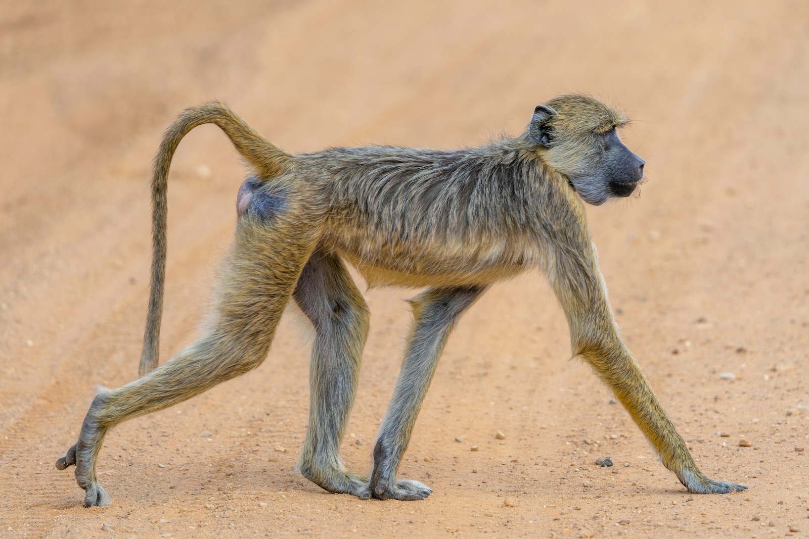 Nyerere National Park Safari Deal