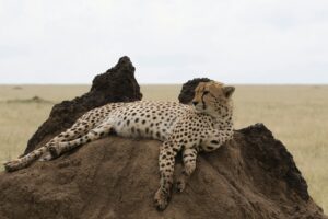 cheap Tanzania wildlife safari travel guide