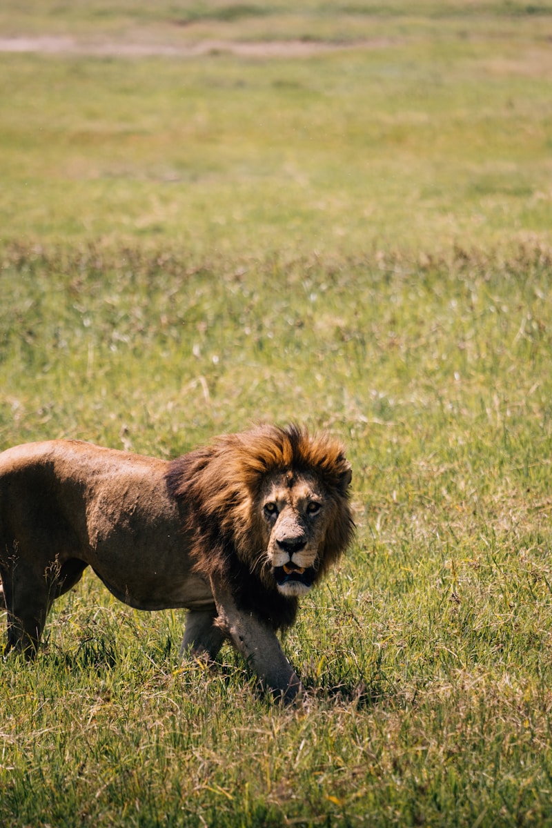Family Ngorongoro Crater Safari Vacation