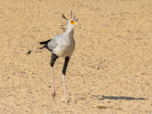 Tarangire Safari Deal