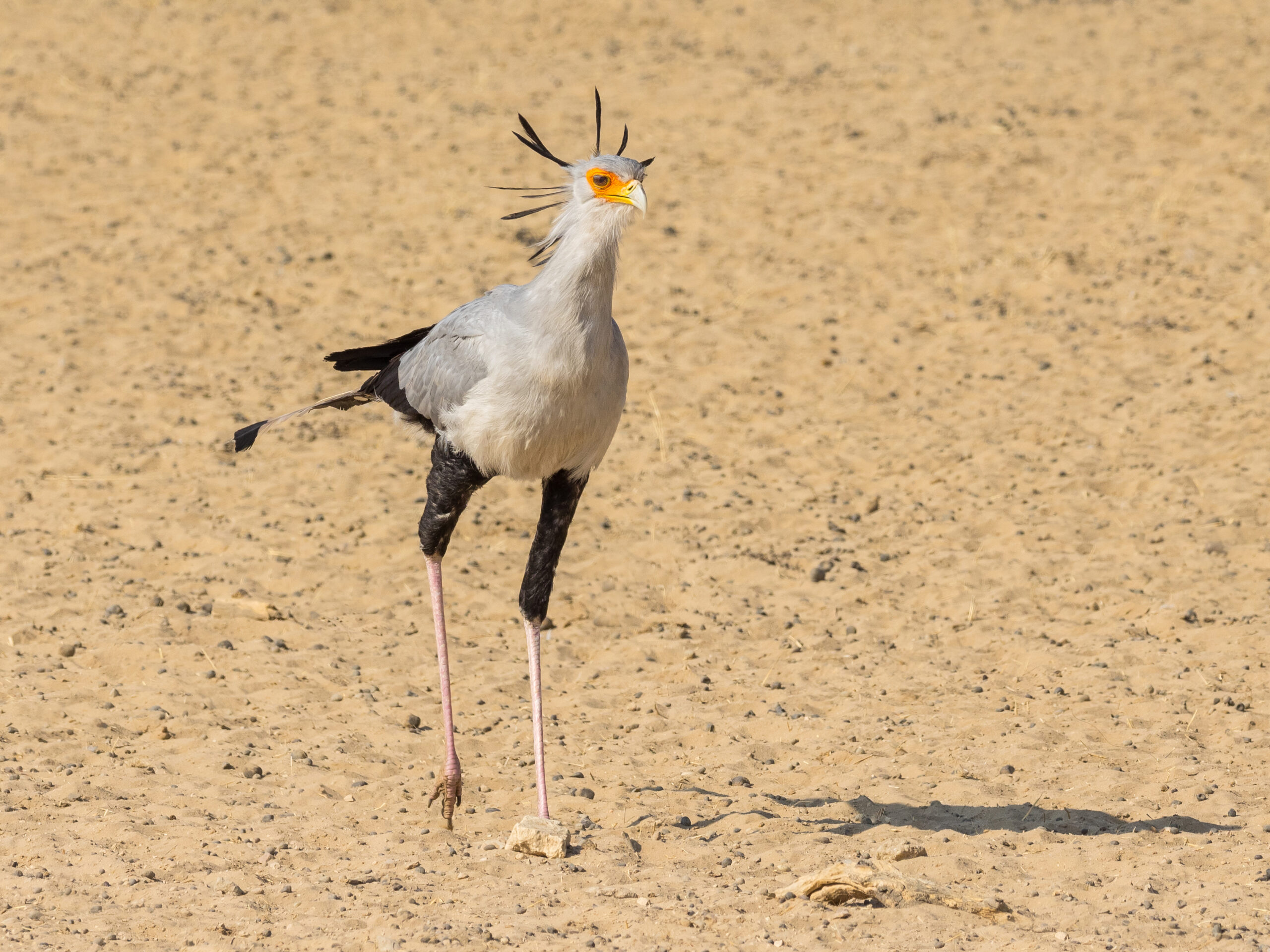 Tarangire Safari Deal