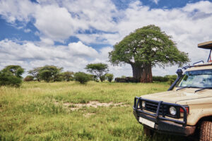 Tarangire Safari Tanzania Vacation