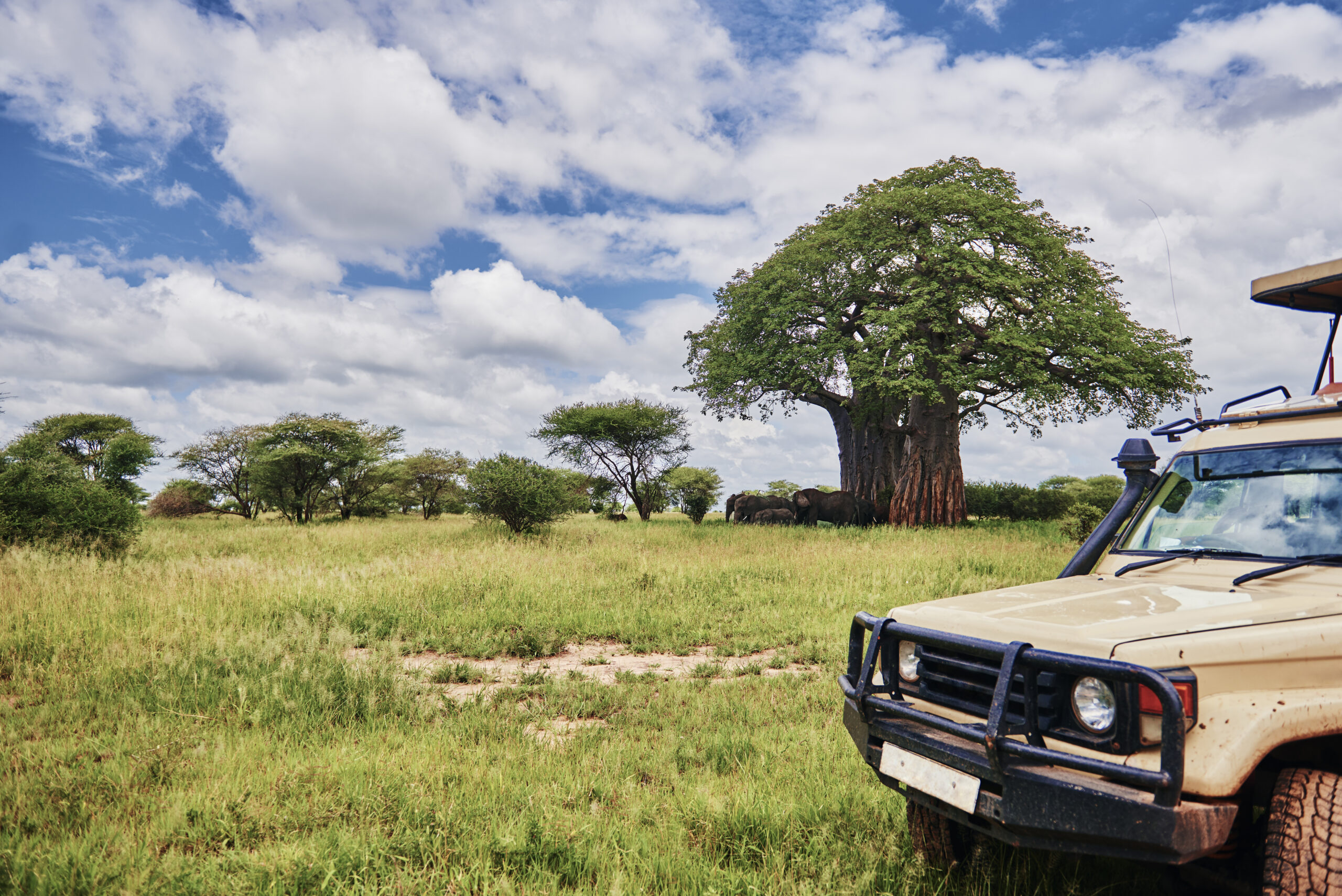 Tarangire Safari Tanzania Vacation