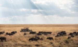 Tanzania safari tour Tanzania experience