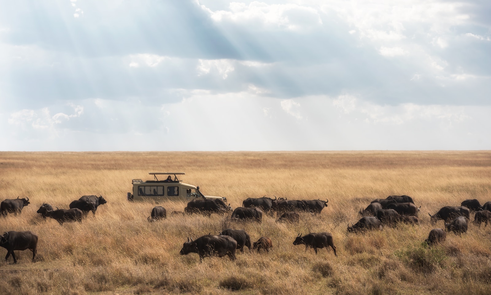 Tanzania safari tour Tanzania experience