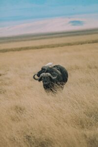 Ngorongoro Crater Safari Northern Circuit Trip