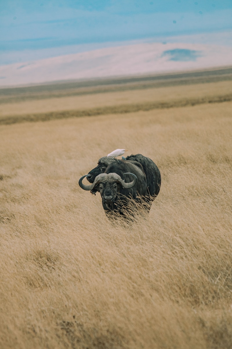 Ngorongoro Crater Safari Northern Circuit Trip