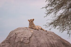 Cheap Tanzania Safari Tour Vacation