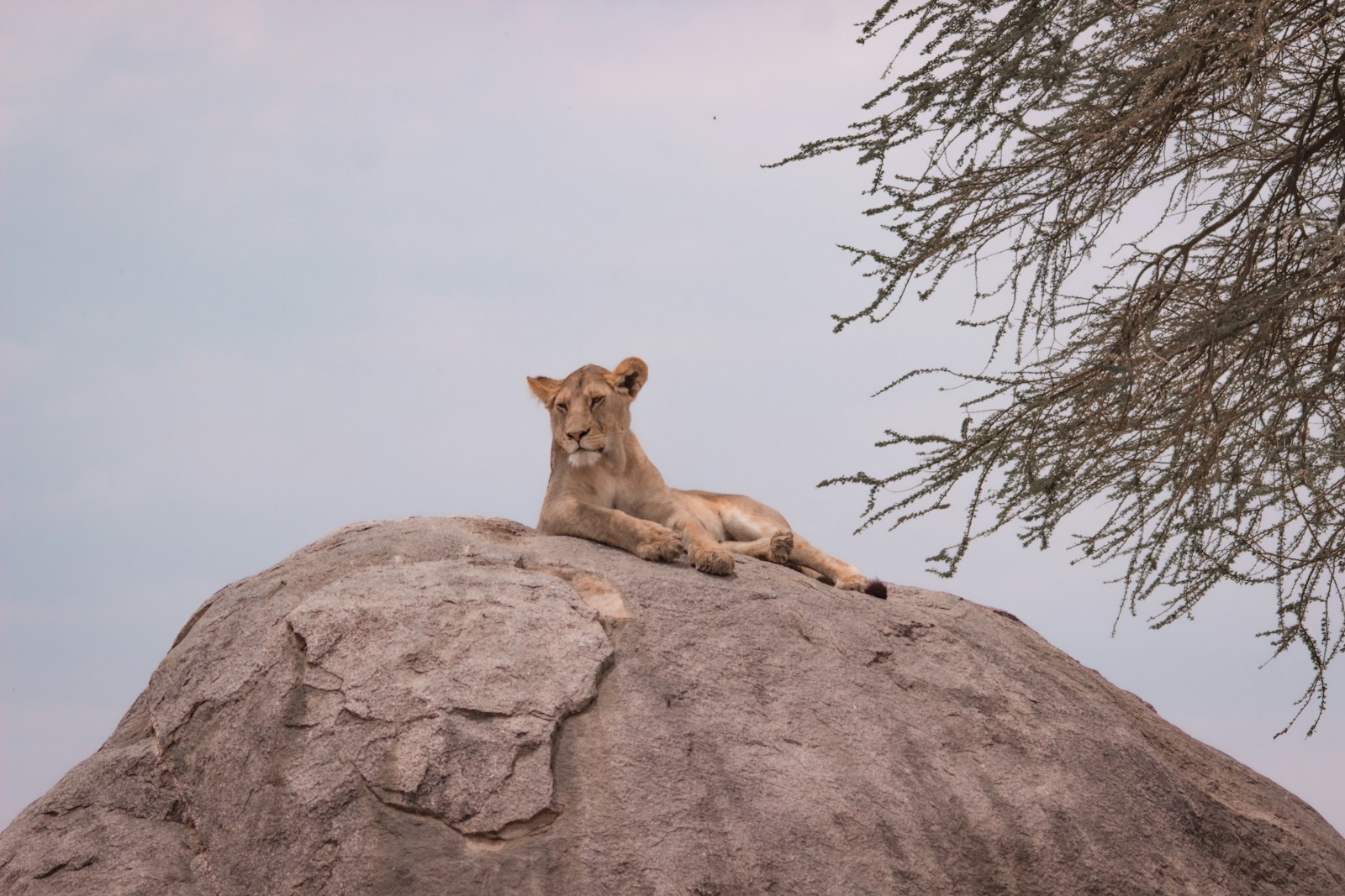 Cheap Tanzania Safari Tour Vacation