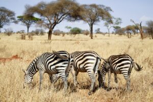 cheap Tanzania safari itinerary holiday