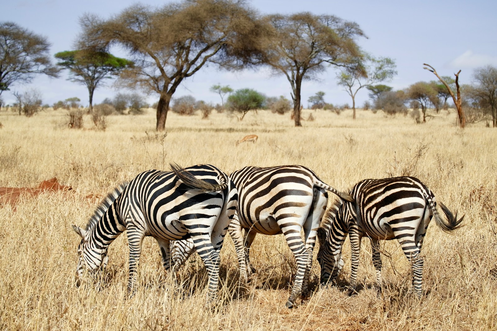 cheap Tanzania safari itinerary holiday