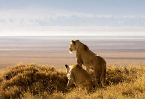 top Ngorongoro Crater safari packages