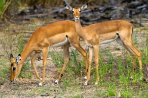 private Nyerere national park safari company