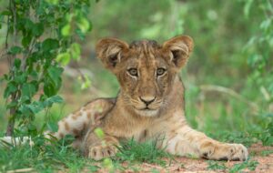 Best Ruaha Safari Cost