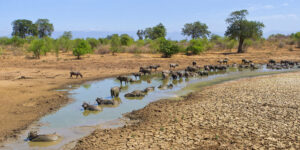 Ruaha safari Ruaha trip