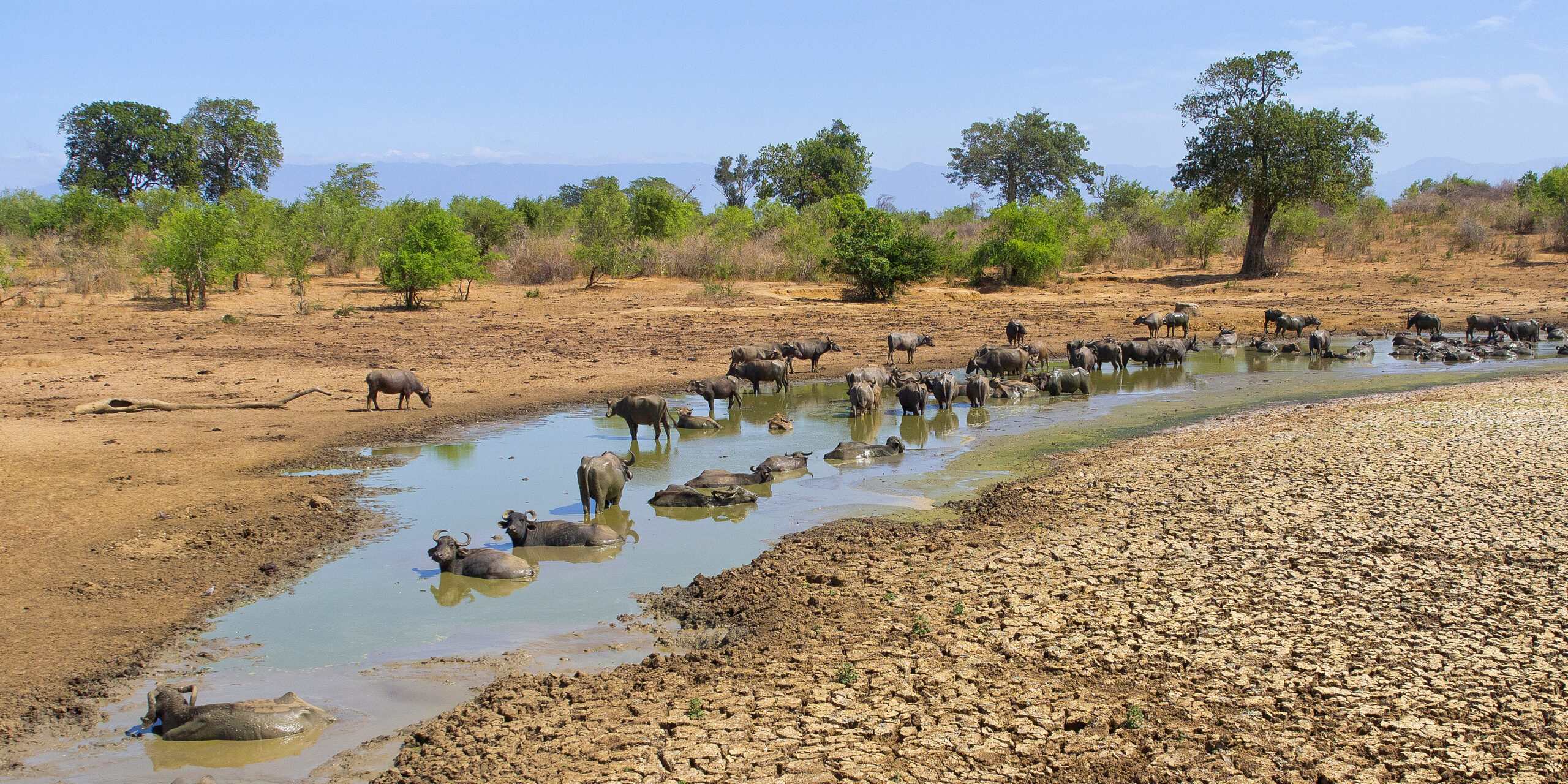 Ruaha safari Ruaha trip