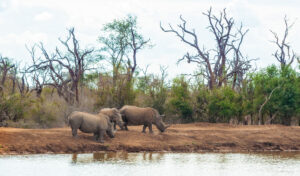 Nyerere national park safari adventure