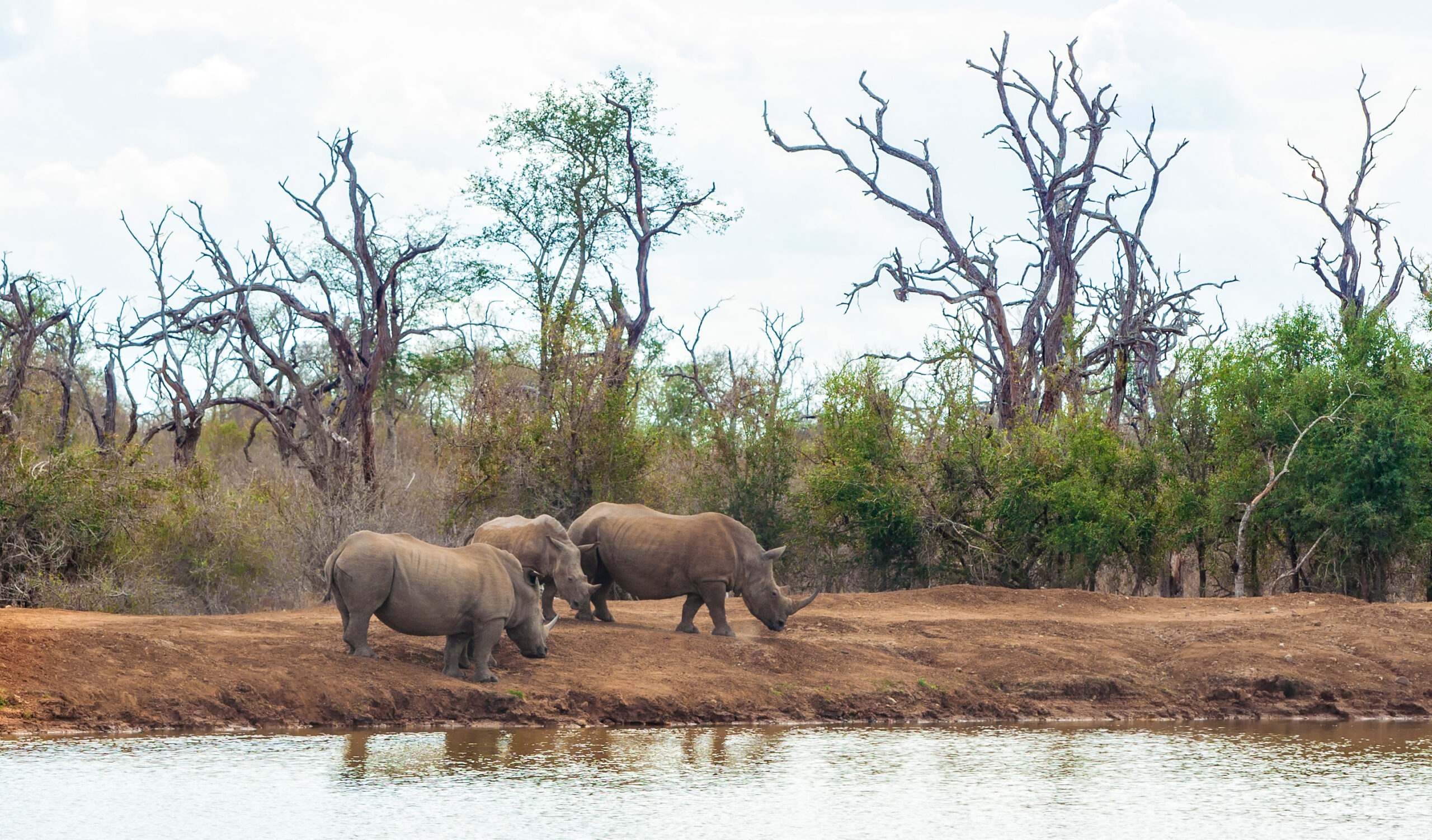 Nyerere national park safari adventure