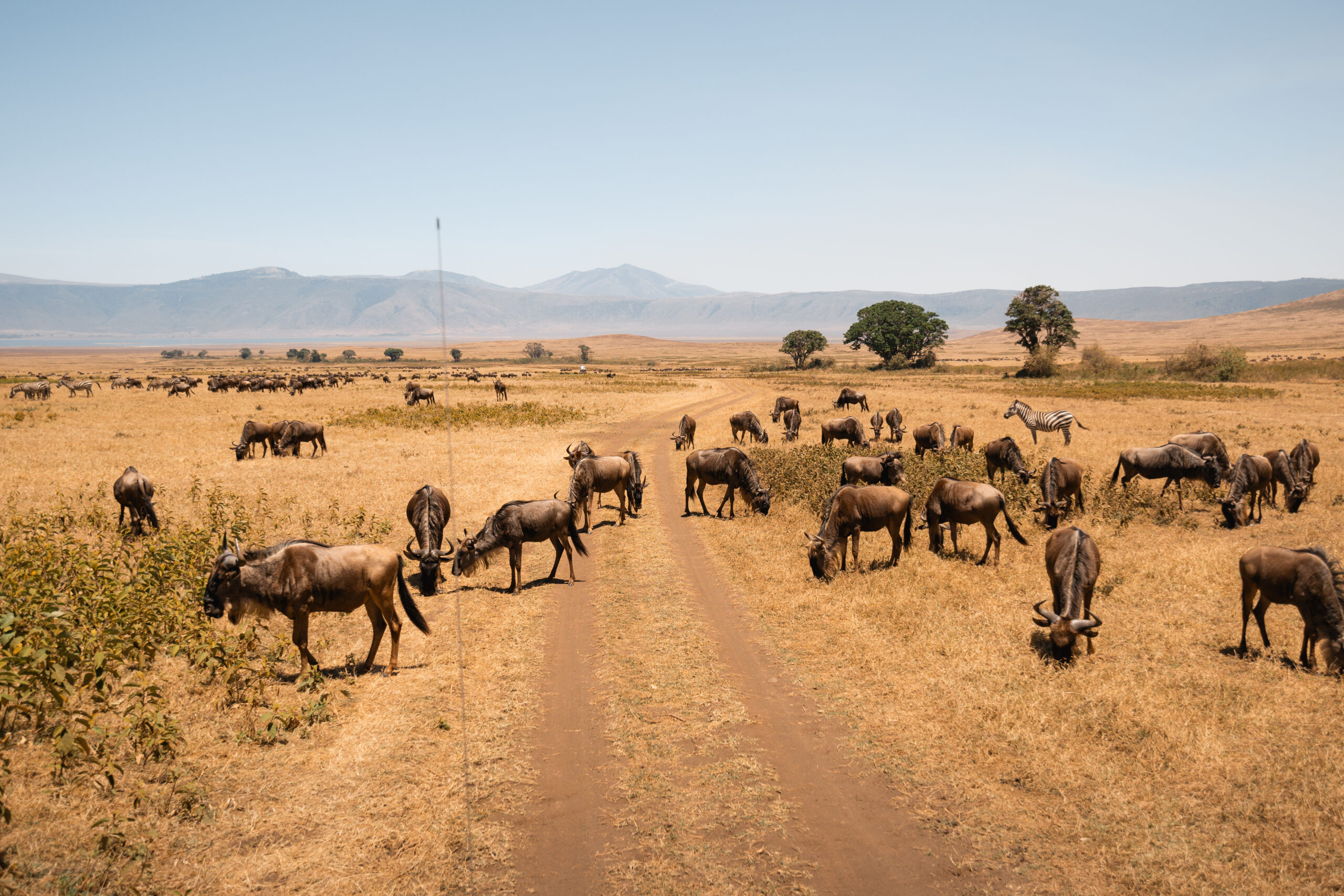 Affordable Ngorongoro Crater Safari Planning