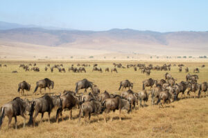 Tanzania Safari Cost Ngorongoro Travel Guide