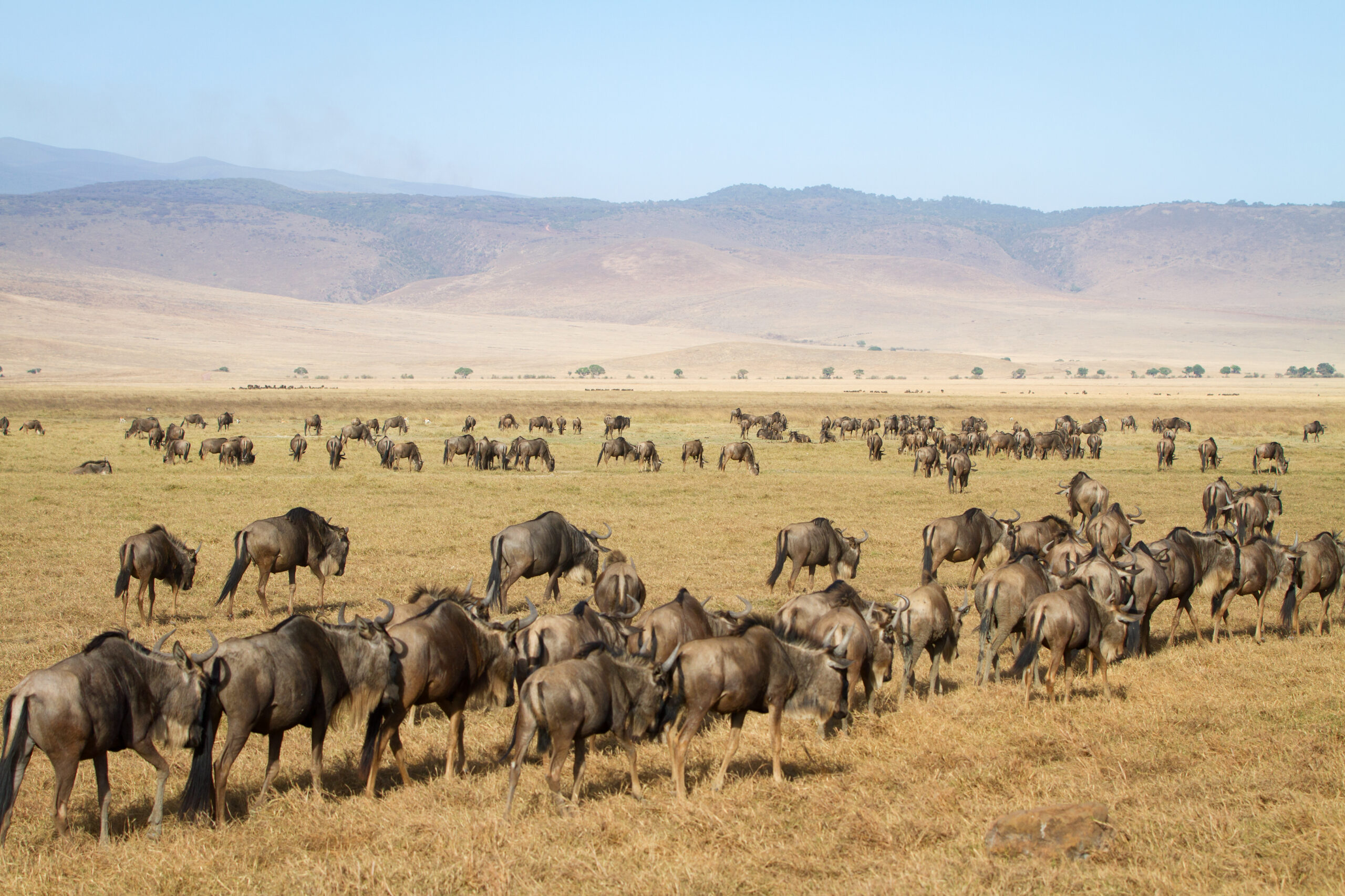 Best Ngorongoro Crater Safari Company