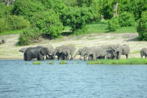 Exclusive Nyerere National Park Safari Tours