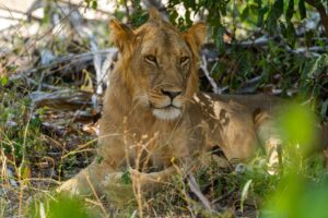 Nyerere National Park Safari Serengeti Experience
