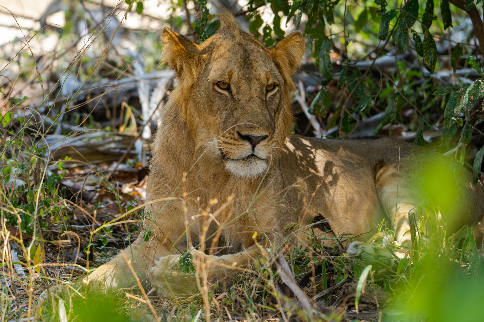 Nyerere National Park Safari Serengeti Experience