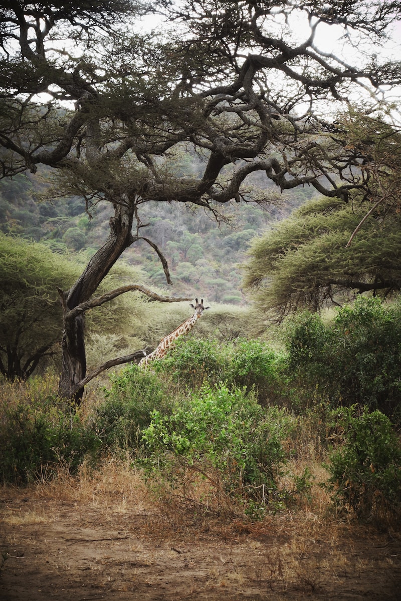 fly in Lake Manyara safari itinerary