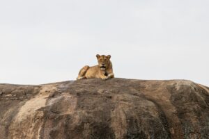 photography Tanzania safari tour packages