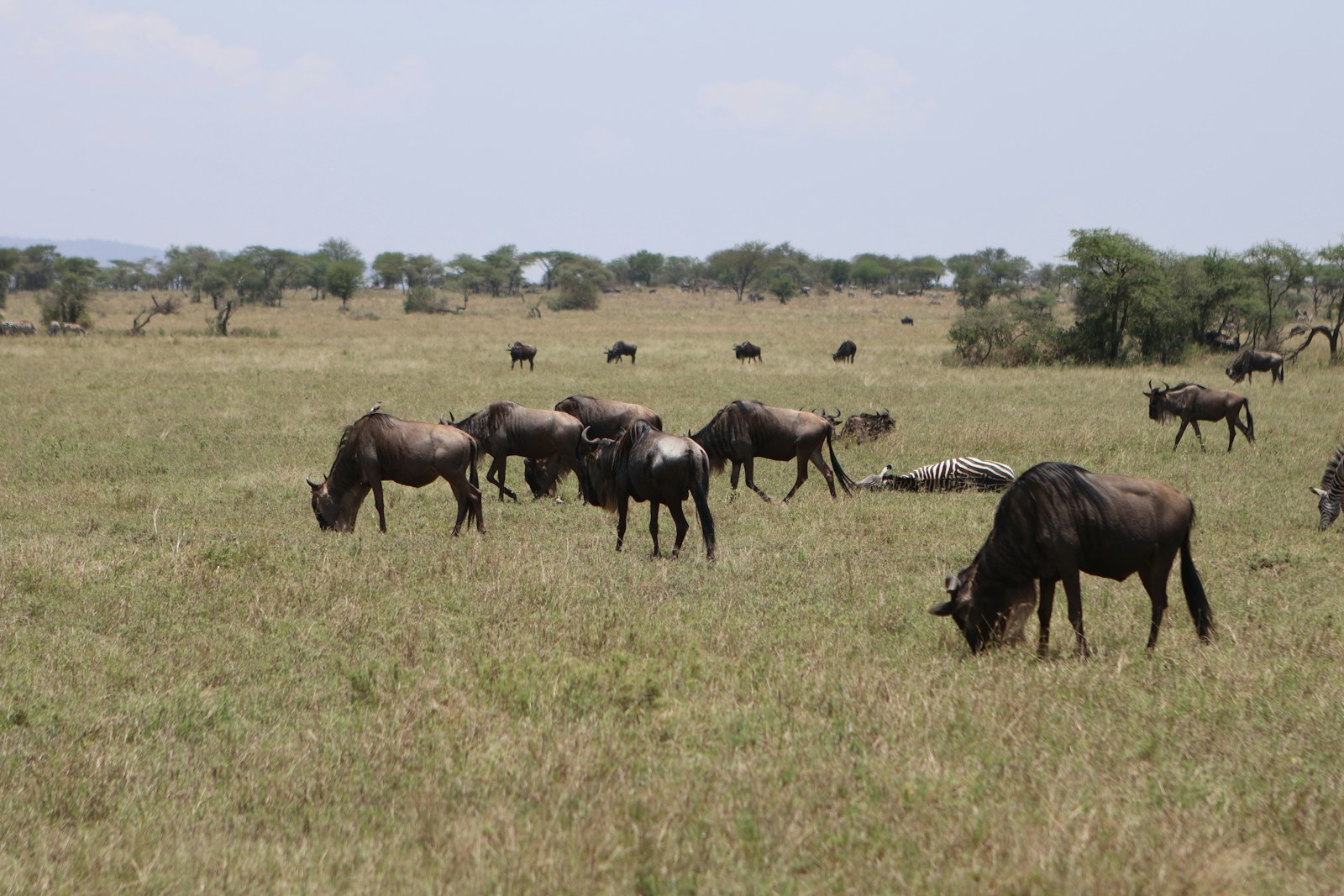 Serengeti safari Arusha cost