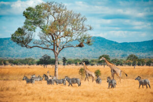 Ruaha safari Ruaha cost